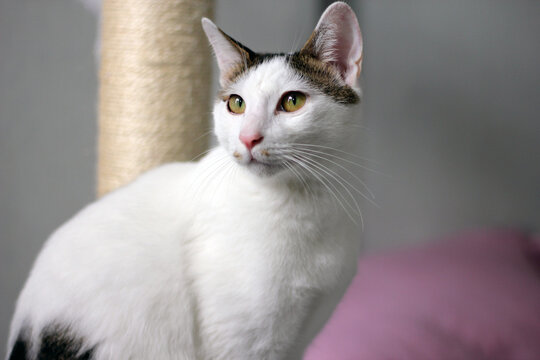 Daily concept of Japanese Bobtail cat living at home