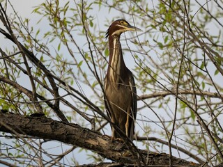 Beautiful Red heron (Ardea purpurea) perched atop a tree branch
