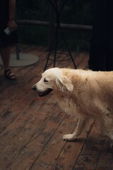 Golden Retriever dog standing on a wooden floor outdoors.