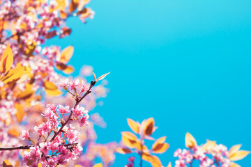 Sakura flowers blooming in full bloom, taking pictures from the angle overlooking the blue sky. Leave space for letters.