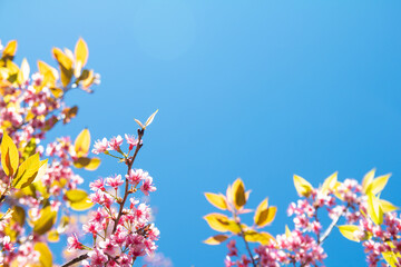 Sakura flowers blooming in full bloom, taking pictures from the angle overlooking the blue sky. Leave space for letters.