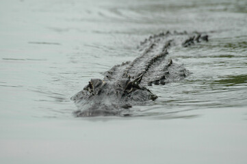 alligator in the water