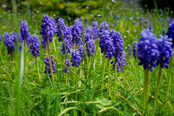 Close-up shot of blue Garden grape-hyacinth in the park