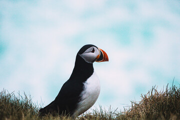 Atlantic Puffins bird or common Puffin in ocean blue background. Fratercula arctica. Norway most popular birds.

