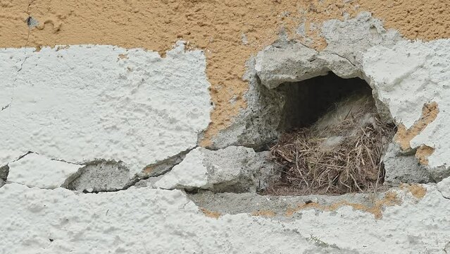 It's time to clean nest, black redstart female at work (Phoenicurus ochruros)