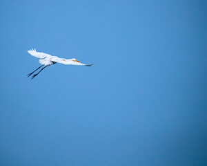 An Egret flying high