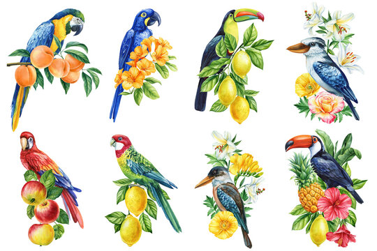 Tropical birds on a branch with fruits and flower. Watercolor painting. Toucan, macaw parrot and kookaburra
