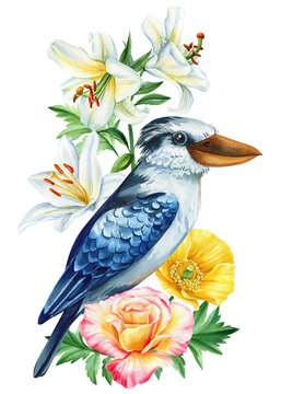 recommend clip art: Australian bird and flower, kookaburra isolated white background. Watercolor hand drawn painting. Wildlife bird clipart 