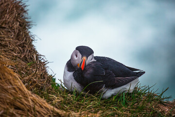 Atlantic Puffins bird or common Puffin in ocean blue background. Fratercula arctica. Norway most...