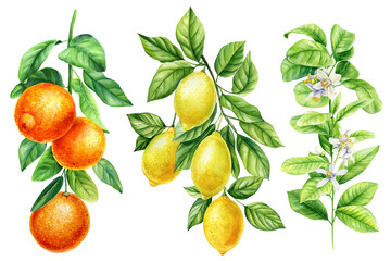 Branch with green leaves, flowers, fruits on white background, watercolor botanical painting, citrus fruit orange, lemon - 618448640