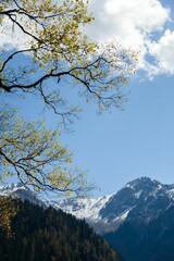 Majestic snow-covered mountain peaks against lush green forest in Sichuan Province, China
