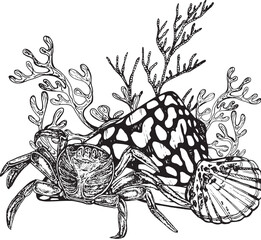 Marine composition crab among shells, mollusk, coral algae. Black and white hand-drawn graphics translated into vector. Illustration for printing on ,packaging, prints, stickers, posters, postcards