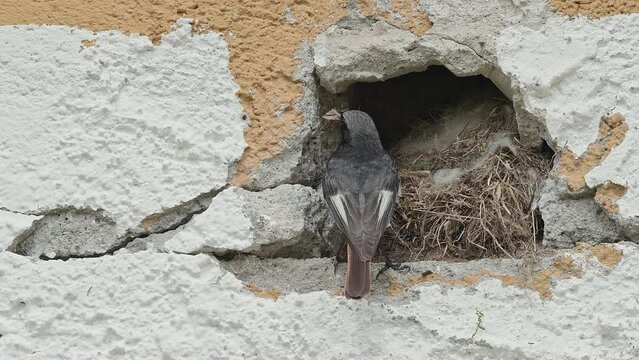 Black redstart male feeds hungry chicks on nest (Phoenicurus ochruros)