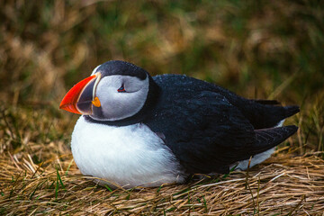 Naklejka premium Atlantic Puffins bird or common Puffin in ocean blue background. Fratercula arctica. Norway most popular birds. 