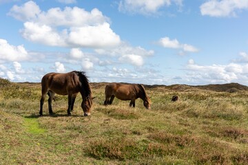 Two beautiful horses standing in a lush green field grazing peacefully