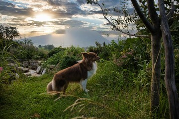 Obraz premium Adorable Australian Shepherd dog standing in a park