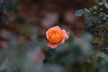 Vibrant pink rose stands out among lush green foliage in a garden setting