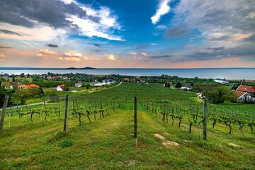 Naklejka premium Gorgeous view from Sandahl Vineyard terrace with sunset, Badacsonytomaj, Balaton, Hungary.