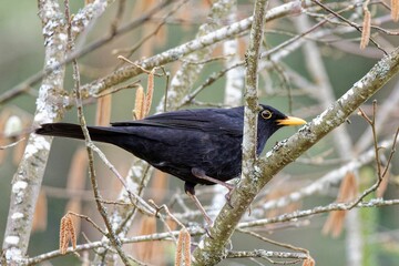 Closeup of a blackbird perched on a tree branch
