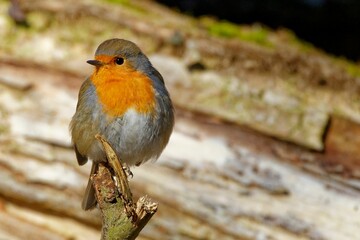 Closeup of a robin perched on a tree branch