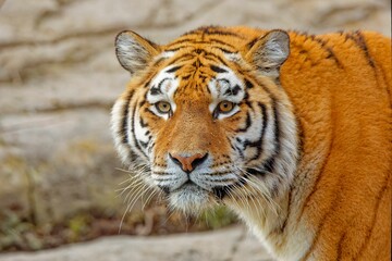 Fototapeta na wymiar Close-up of a majestic Bengal tiger in its natural habitat