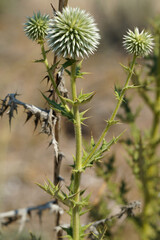 Mordovnik is a genus of perennial, less often annual, prickly herbaceous plants of the Asteraceae family