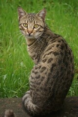 Naklejka na ściany i meble Adorable domestic cat perched in a lush green grassy field, looking around