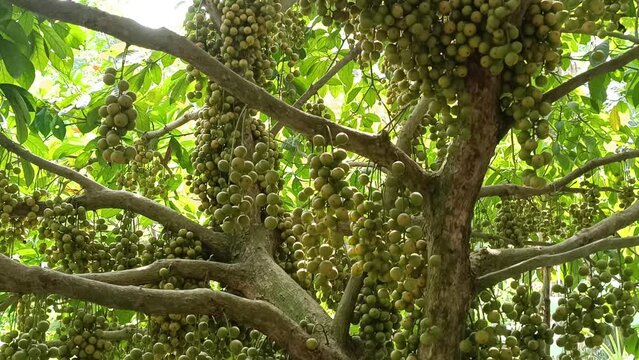 Mouth Watering fruits Rambai which called Lotkon in Bangladesh