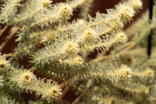 Closeup of swamp paperbark (Melaleuca ericifolia) plants