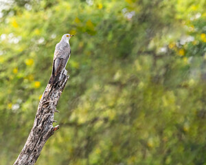 A Himalyan Cuckoo resting
