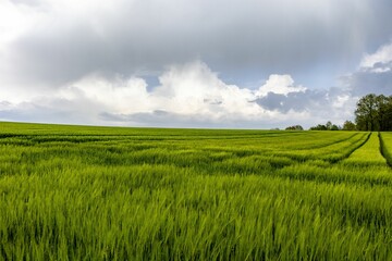 Green farm field with wispy white clouds in the bright blue sky in the background