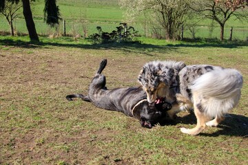 Adorable canine companions enjoying a playful moment together in a lush, verdant field