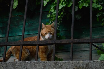 Inquisitive ginger tabby cat behind the metal bars of the railing