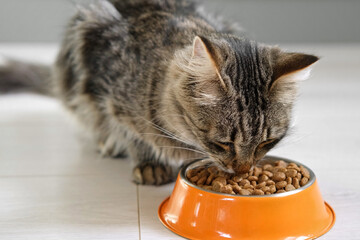 Cat Eating from Bowl. Young Cat Eats Food, Licking Tongue. Feline Feeding at Home Floor Background....
