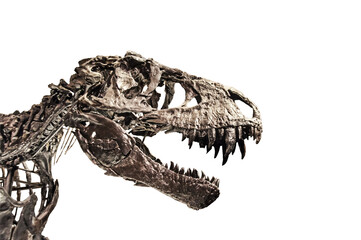 Tyrannosaurus T rex skeleton from Berlin museum isolated on white background