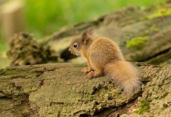 Naklejka na ściany i meble Cute and tiny baby Scottish red squirrel in the woodland looking for food