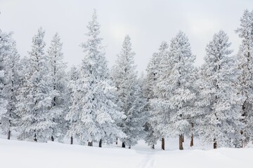 Scenic winter landscape with snow-covered trees in Rocky Mountain National Park