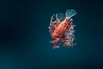 The red lionfish, with its striking hues and graceful movements, embodies the captivating beauty that resides within the depths of the ocean's vibrant tapestry.