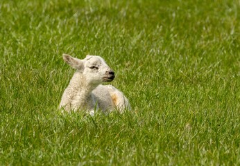 Cute fluffy white woolly lamb in the springtime in a beautiful green field