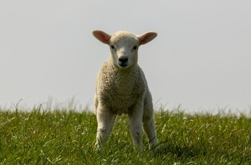 White woolly lamb stands in a lush green field against a bright springtime sky