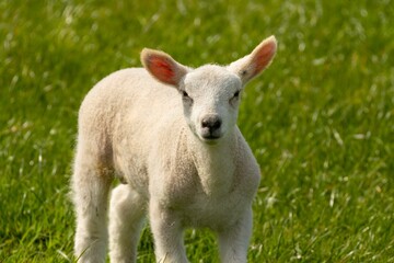 Cute fluffy white woolly lamb in the springtime in a beautiful green field