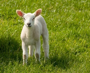 Naklejka na ściany i meble Cute fluffy white woolly lamb in the springtime in a beautiful green field