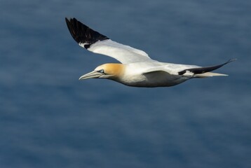 Northern Gannet in flight