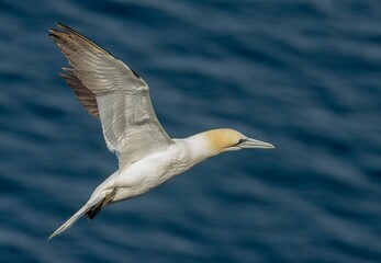 Northern Gannet in flight