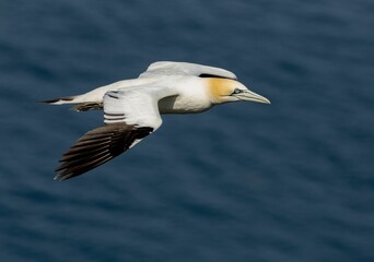 Northern Gannet in flight