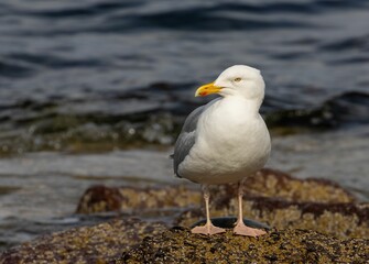 Herring gull perched on a rock
