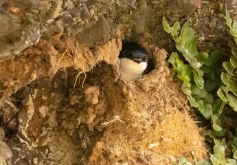 Common house martin in its natural habitat