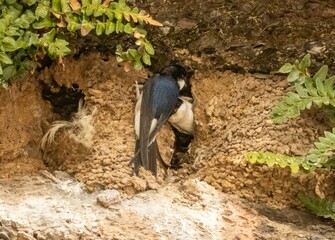 Two house martins in their natural habitat