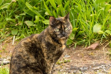 Domestic cat with beautiful green eyes in the garden