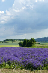 Fototapeta na wymiar fields of lavender are still rare in Germany but with climate change comes a change in agricultural too